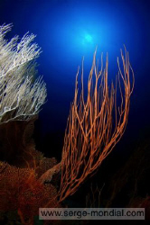 Image taken at Canyon on Pulau Weh / North Sumatra by Serge Abourjeily 